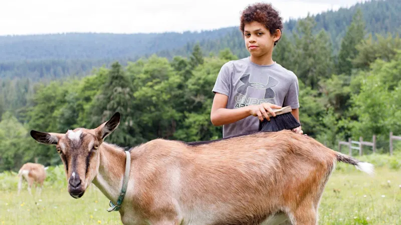 Child grooming a baby goat at Trackers