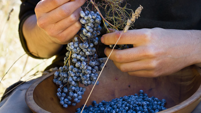 homestead-harvest-elderberry