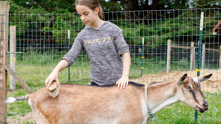 Wilders-Farms-Goat