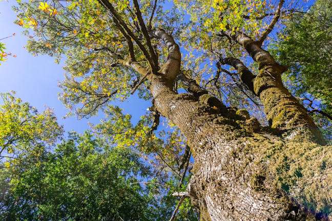 trackers-earth-portland